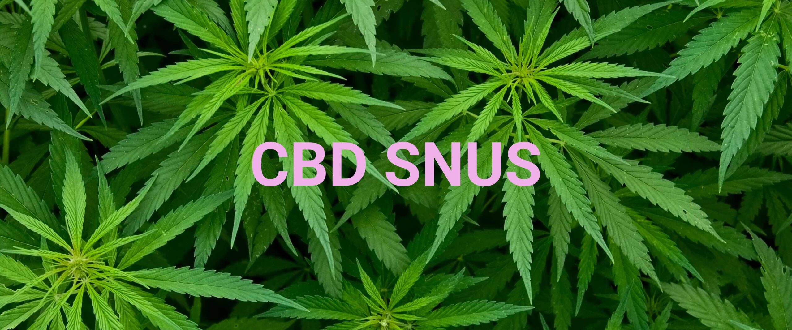 CBD snus